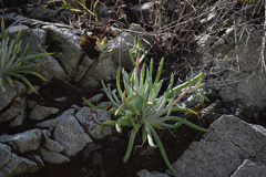 Dudleya densiflora