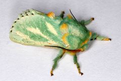 Coenobasis amoena