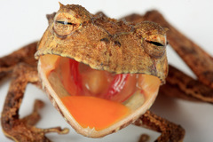 Ecuador Horned Treefrog photo 3