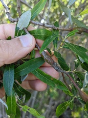 Euura lasiolepis