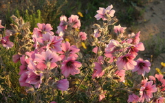 Anisodontea anomala