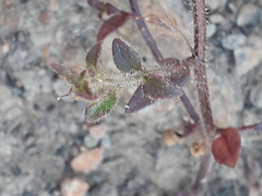 Sairocarpus pusillus