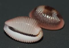Niveria pacifica