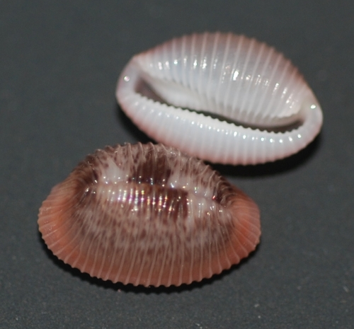 Niveria pacifica