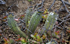 Euphorbia nesemannii