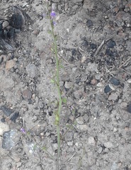 Sairocarpus pusillus