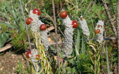 Phylica spicata
