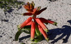 Lachenalia bulbifera