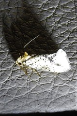 Azaleodes micronipha
