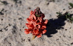 Indigofera procumbens