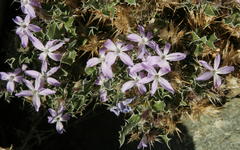 Barleria rigida