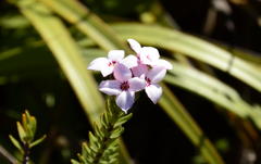 Gnidia linearifolia