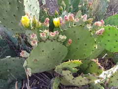 Opuntia