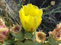 Opuntia