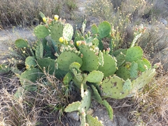 Opuntia