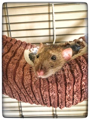 Rattus norvegicus domestica