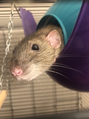 Rattus norvegicus domestica
