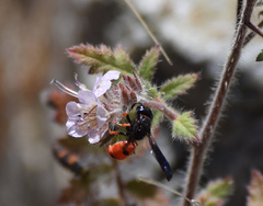 Odynerus erythrogaster