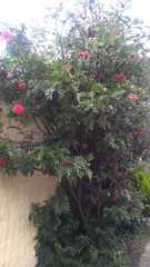Calliandra haematocephala
