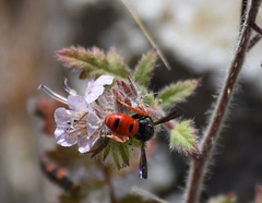Odynerus erythrogaster