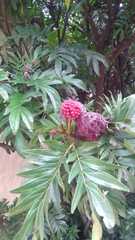Calliandra haematocephala