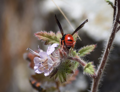 Odynerus erythrogaster