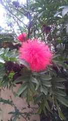 Calliandra haematocephala