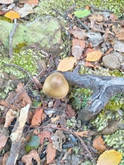 Tricholoma viridiolivaceum