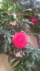 Calliandra haematocephala