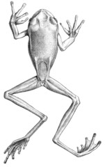 Pastaza Marsupial Frog photo 2