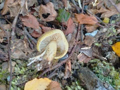 Tricholoma viridiolivaceum