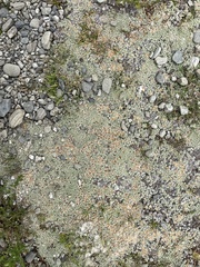 Raoulia parkii