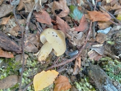 Tricholoma viridiolivaceum
