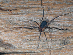 Eumesosoma