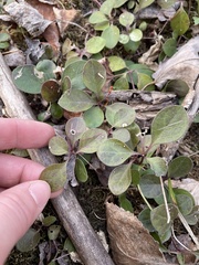 Polygaloides paucifolia