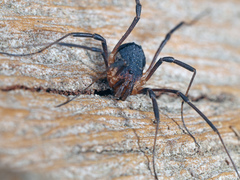 Eumesosoma