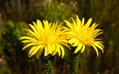 Lachnaea aurea