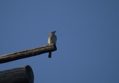 Myiodynastes maculatus