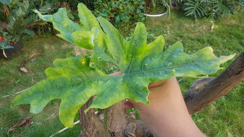 Batwing Alocasia (Alocasia nycteris)