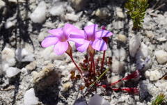 Oxalis eckloniana-nidulans