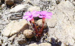 Oxalis eckloniana-nidulans