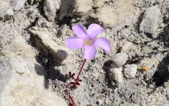 Oxalis eckloniana-nidulans