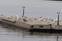 Larus argentatus smithsonianus