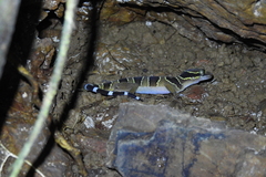 Cyrtodactylus macrotuberculatus