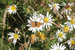 Lycaena 'canterbury common copper'
