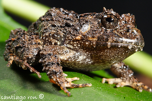 Crowned Broad-headed Rainfrog (Strabomantis cornutus)