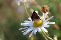 Lycaena 'canterbury common copper'