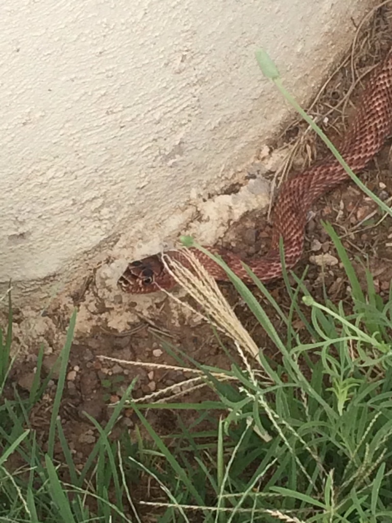 Coachwhip from Fort Davis, TX 79734, USA on June 6, 2018 at 11:15 AM by ...