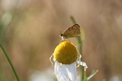 Lycaena 'canterbury common copper'