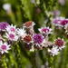 Purple Crowndaisy - Photo (c) Vera Frith, some rights reserved (CC BY-NC), uploaded by Vera Frith